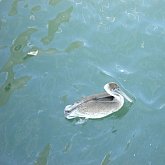 Skyway - Pelican